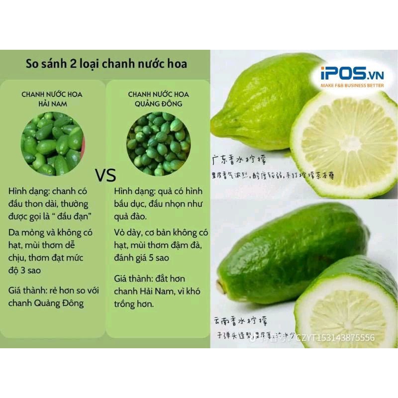 50k/1kg Chanh Xanh Quảng Đông Tươi - Chanh Nước Hoa, Chanh Vàng Úc làm trà chanh giã tay RẺ NHẤT hỏa tốc