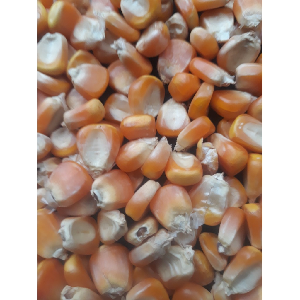 BẮP HẠT VÀNG KHÔ