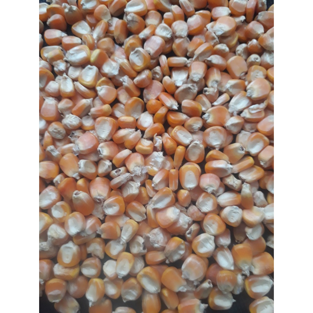 BẮP HẠT VÀNG KHÔ