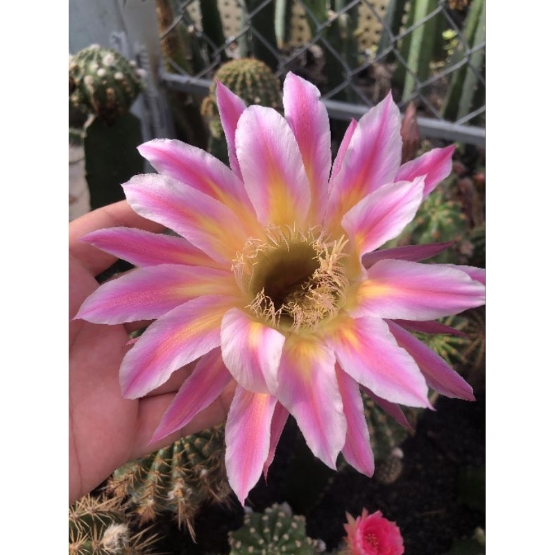 Xương rồng echino tháp 2