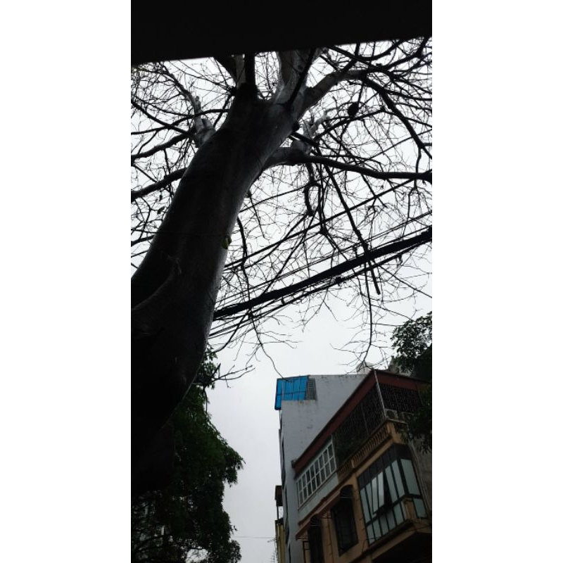 Thuốc Diệt Cây Gỗ Lớn.Bụi Tre Già,Cỏ Hoang Dại.Chỉ Việc Rắc .Không Cần Chặt