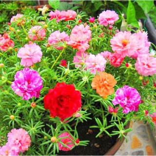 Hạt giống hoa mười giờ kép ngoại đủ màu