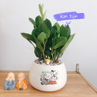 Chậu Cây Kim Tiền để bàn vẽ hình chú tiểu
