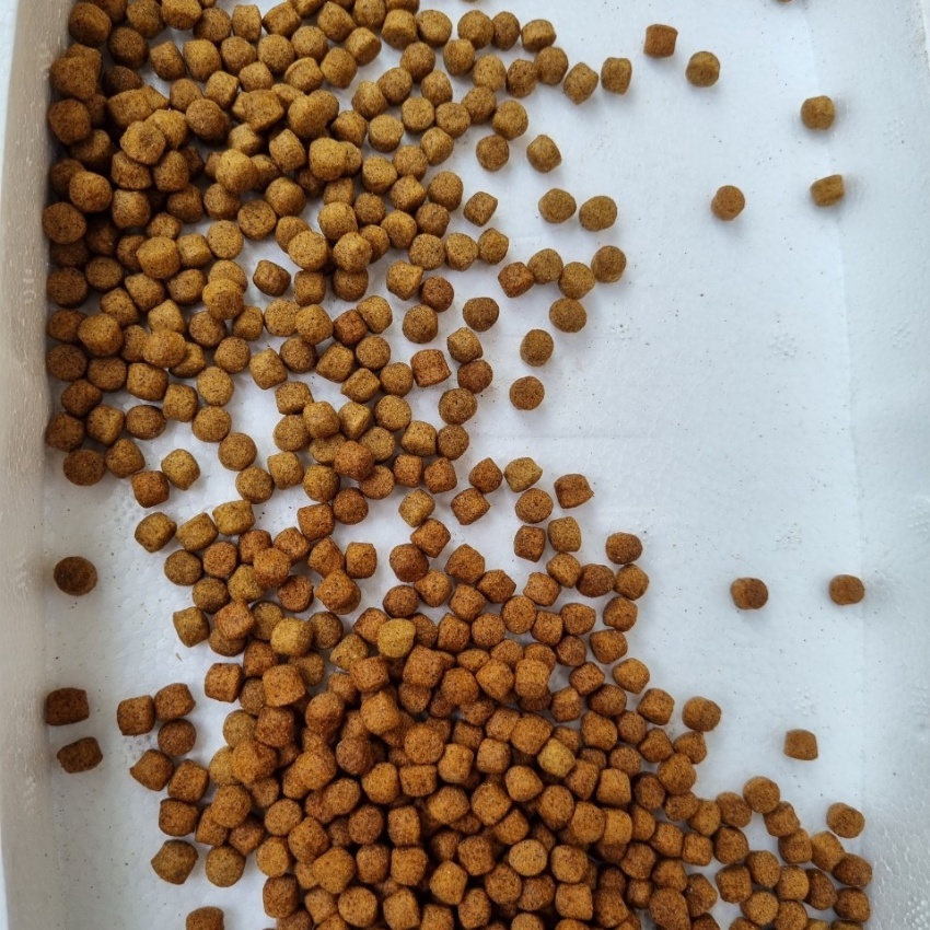 Thức ăn cá Koi, cám cá koi Daily Koi Food tăng trưởng và tăng màu giúp cá phát triển body tốt, lên màu đẹp