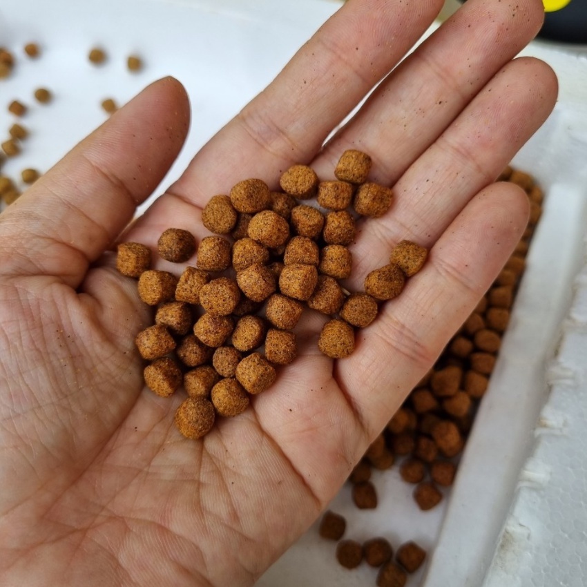 Thức ăn cá Koi, cám cá koi Daily Koi Food tăng trưởng và tăng màu giúp cá phát triển body tốt, lên màu đẹp