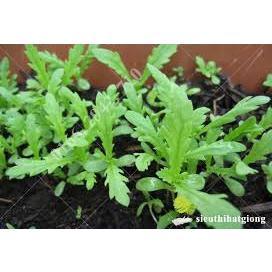 5 gr hạt giống rau cải cúc tứ thì