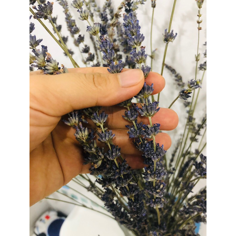 100 cành hoa lavender khô, hoa oải hương trang trí, decor siêu xinh