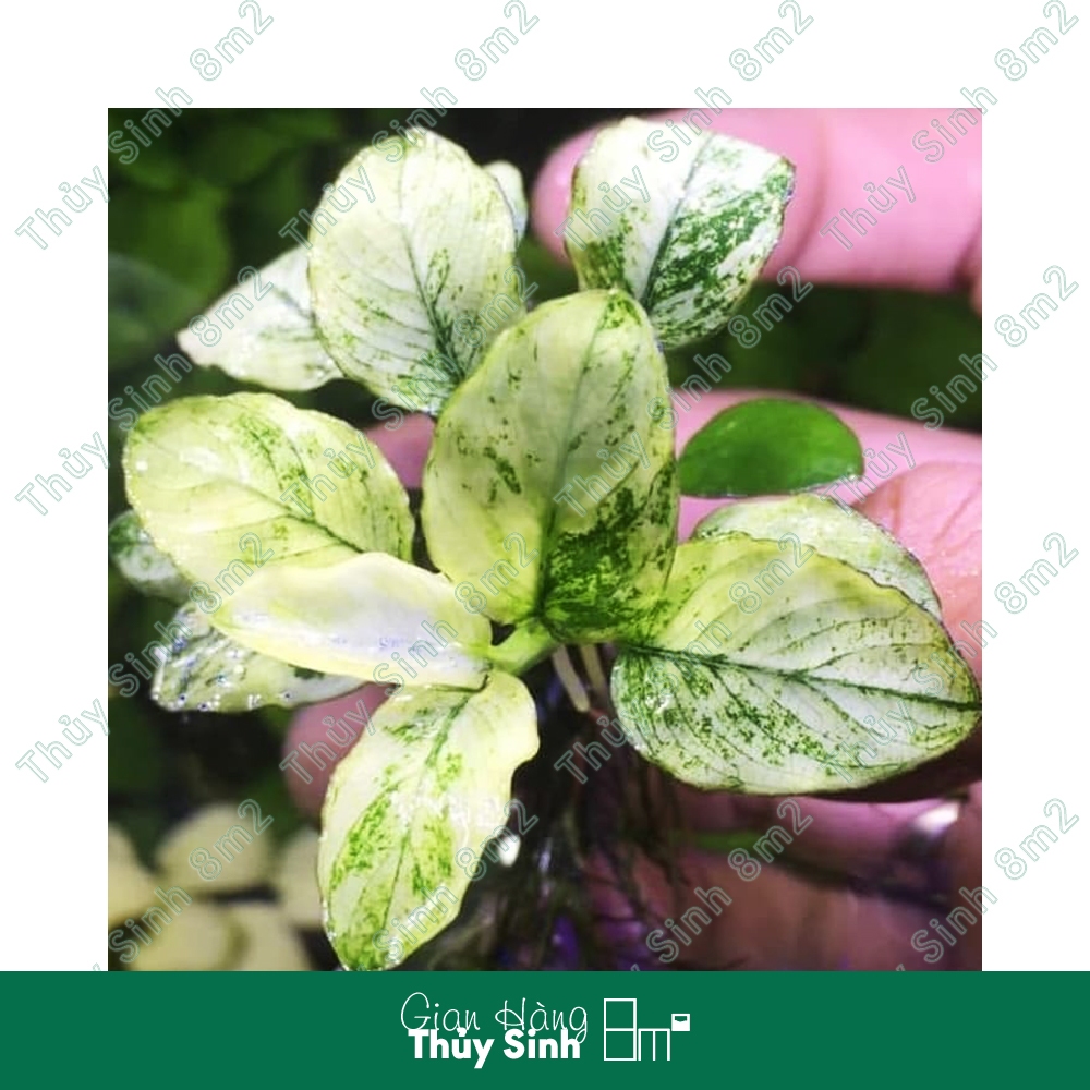 01 Ngọn Ráy Pinto, Ráy Petite Thủy Sinh | Cây Thủy Sinh KHÔNG CO2, Tiền Cảnh, Giá Thể | 8m2