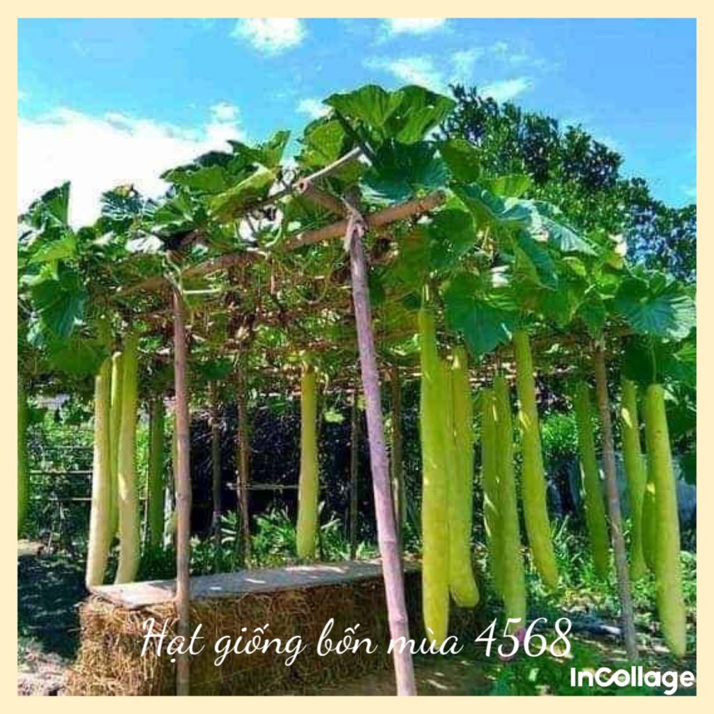 Hạt giống bầu siêu dài Đài Loan gói 8 hạt