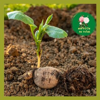 Củ hoa thược dược mix nhiều màu sắc dễ trồng, nhanh hoa