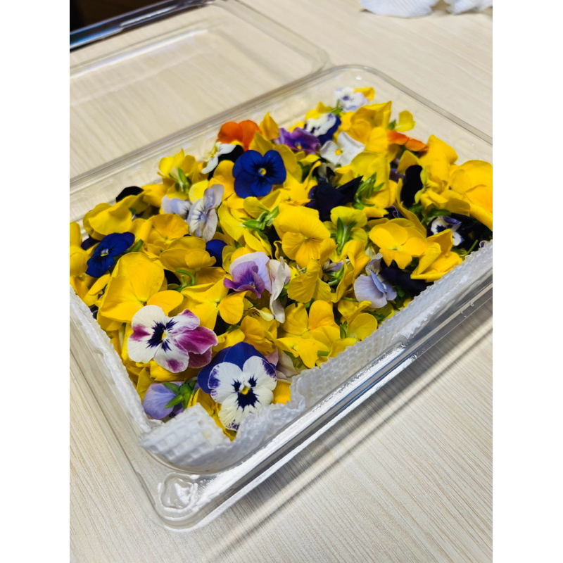 Hoa Viola Ăn Được Hộp Lớn Gấp 4 Hộp Nhỏ