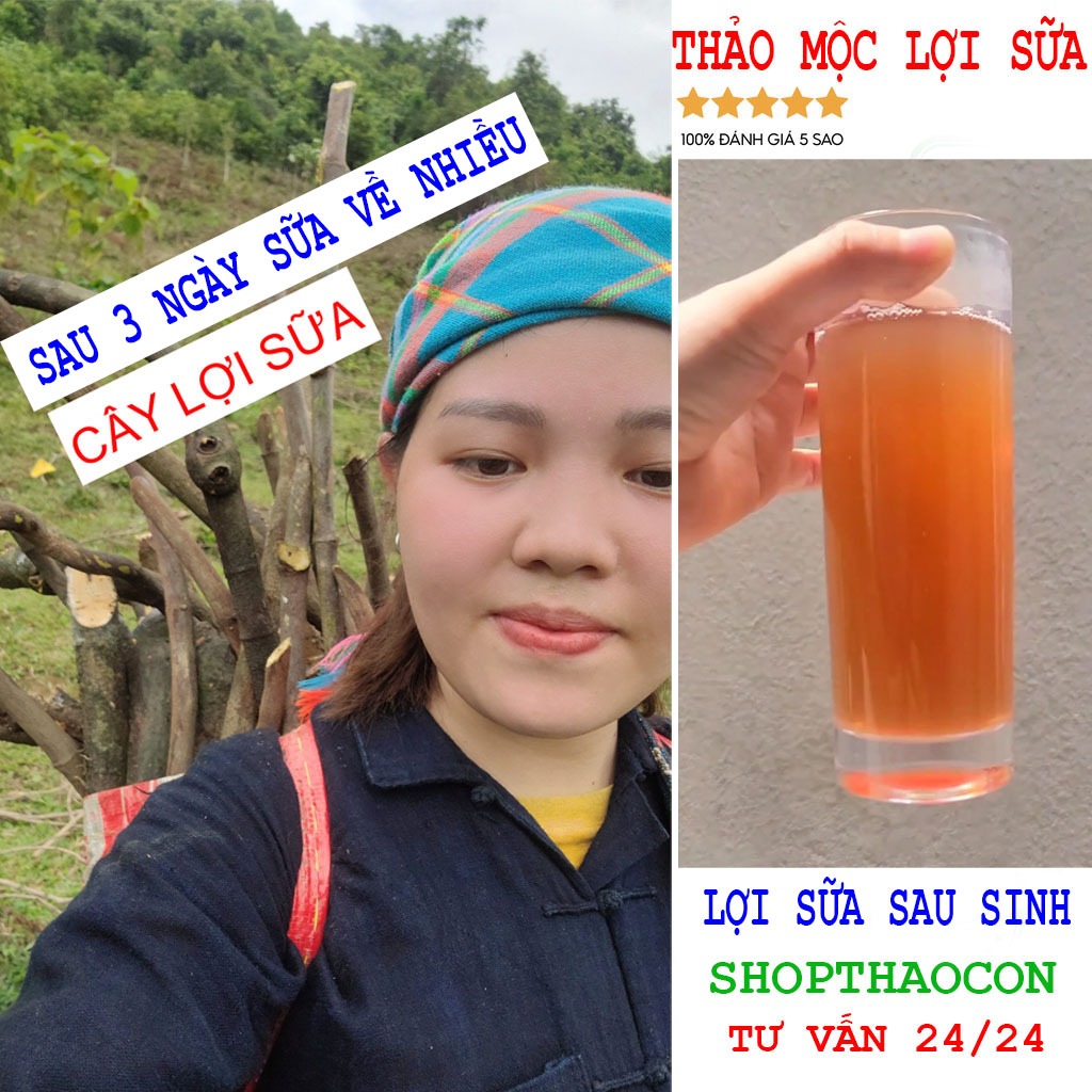 Cây gọi sữa về nhiều, lợi sữa, sữa đặc thơm mát an toàn cho mẹ sau sinh