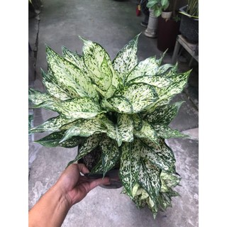 Cây ngọc ngân, vạn lộc bầu to
