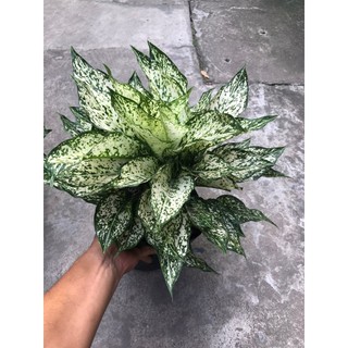 Cây ngọc ngân, vạn lộc bầu to