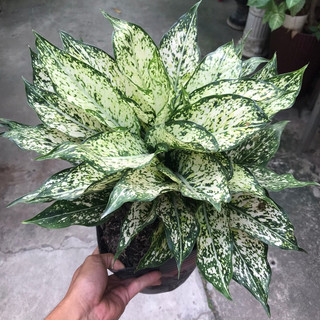 Cây ngọc ngân bầu to