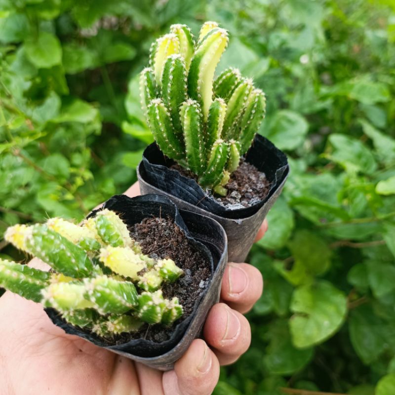 Sale 50%- Xương Rồng Thanh Sơn Var- Đột Biến chậu 5cm