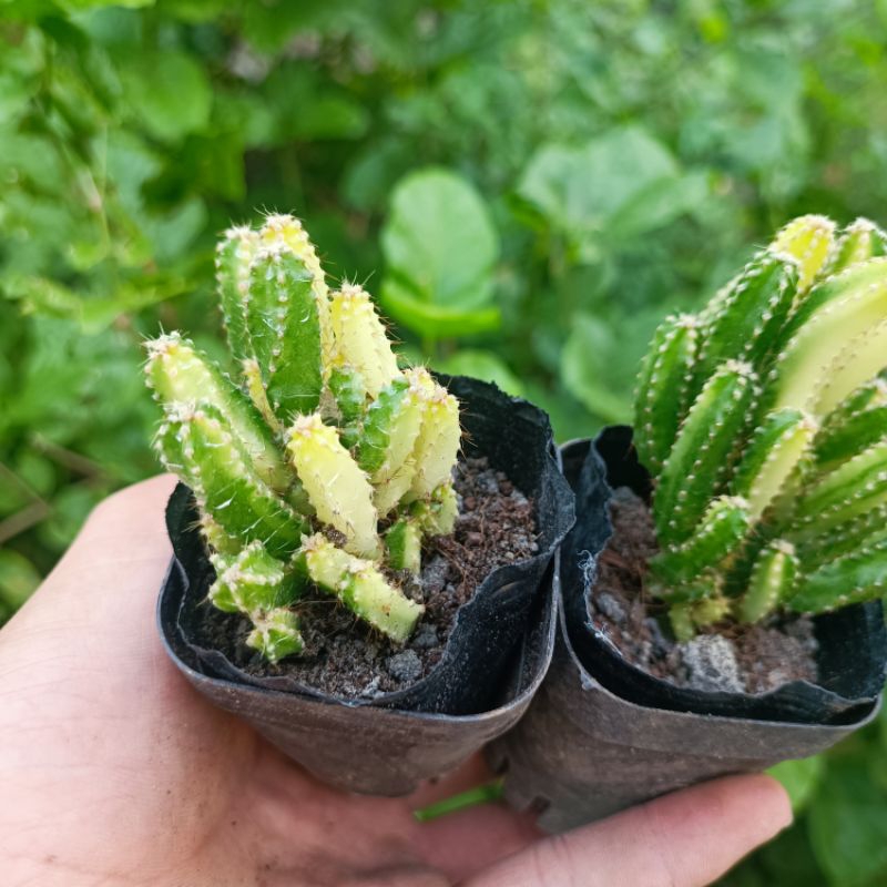 Sale 50%- Xương Rồng Thanh Sơn Var- Đột Biến chậu 5cm