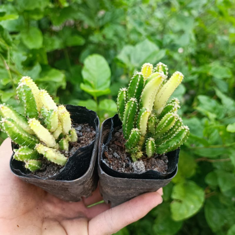 Sale 50%- Xương Rồng Thanh Sơn Var- Đột Biến chậu 5cm