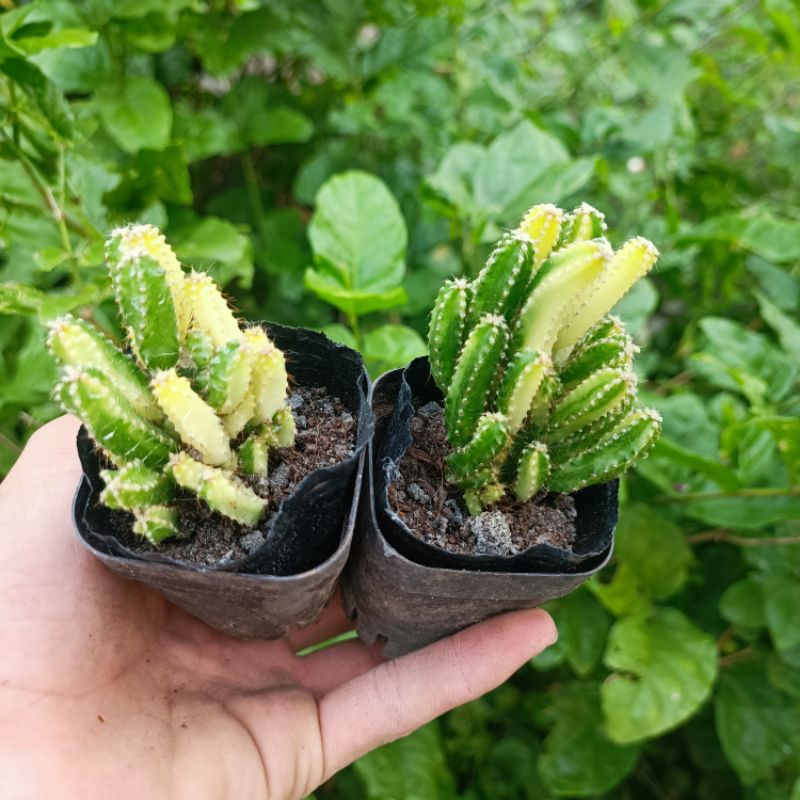 Sale 50%- Xương Rồng Thanh Sơn Var- Đột Biến chậu 5cm