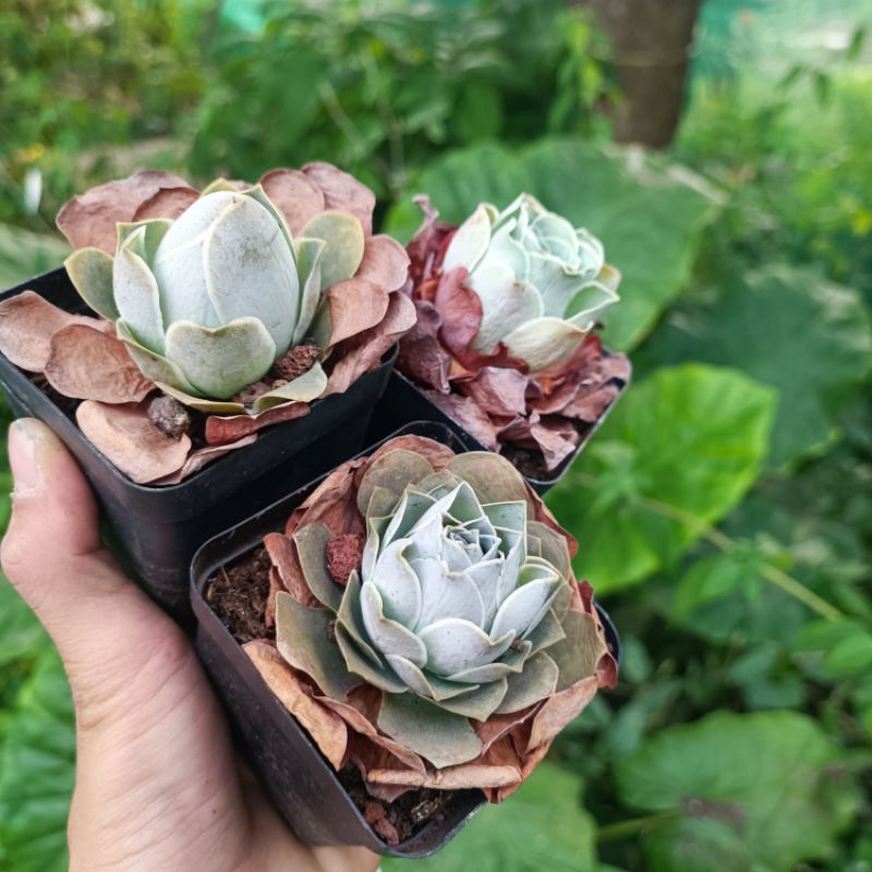 Sale+ Sen Đá Hoa Hồng Tím Rất Đẹp.