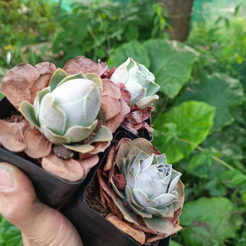 Sale+ Sen Đá Hoa Hồng Tím Rất Đẹp.