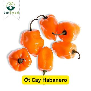 Hạt giống ớt cay Habanero vàng gói 5 hạt 24HSeed
