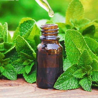TINH DẦU BẠC HÀ 10ml - 50ml