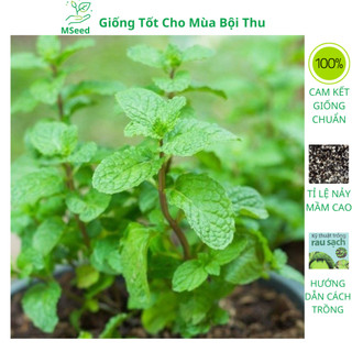 Hạt giống húng bạc hà, húng lủi dễ trồng thơm ngon - MSeed