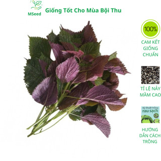 Hạt giống rau tía tô dễ trồng kháng sâu bệnh - MSeed