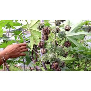 Hạt thầu dầu tía, thầu dầu ve