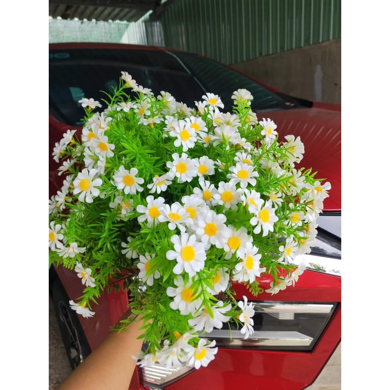 100g cỏ điểm hoa cúc họa mi