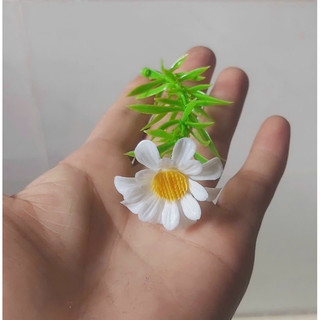 100g cỏ điểm hoa cúc họa mi
