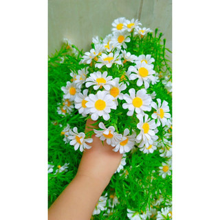 100g cỏ điểm hoa cúc họa mi