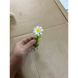 100g cỏ điểm hoa cúc họa mi
