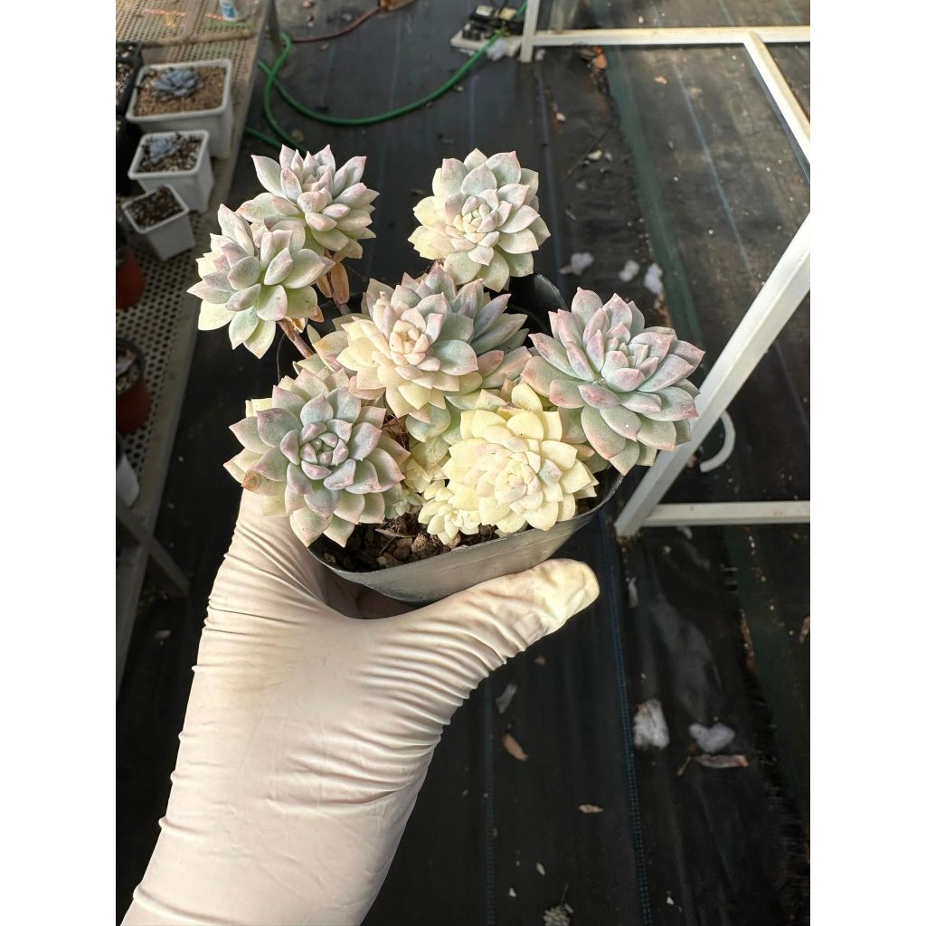 Sen đá dù kim var