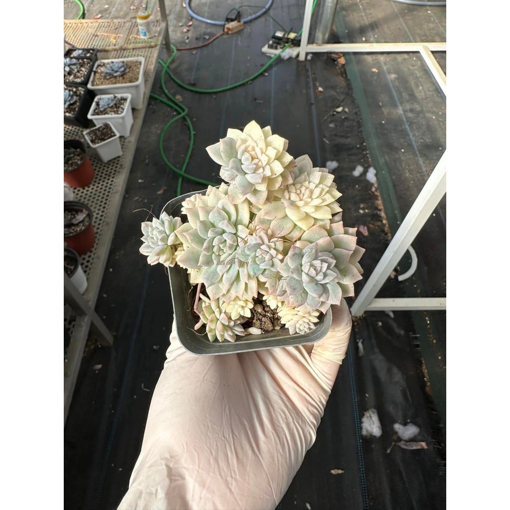 Sen đá dù kim var