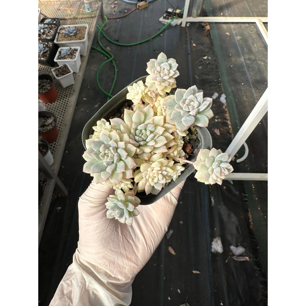 Sen đá dù kim var