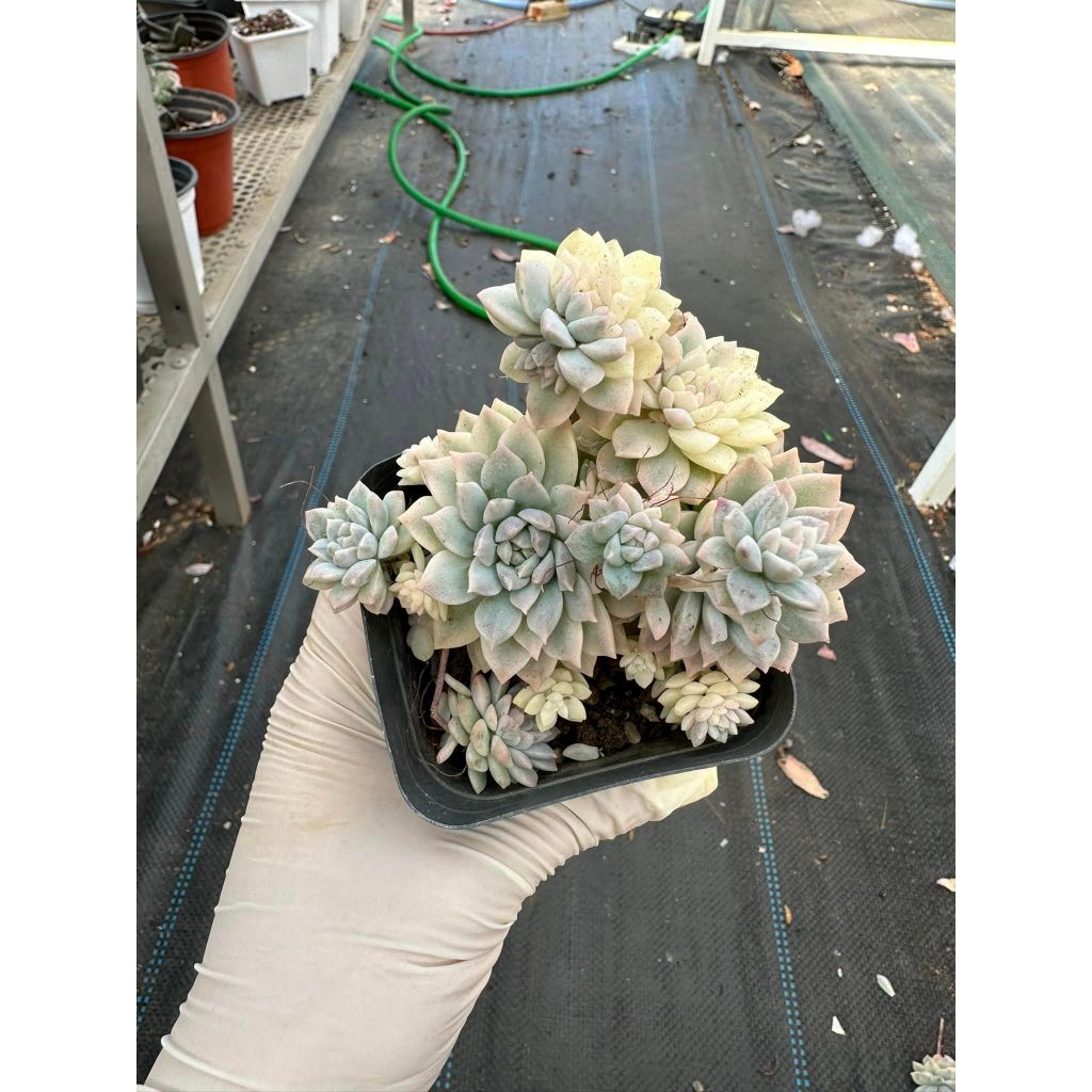 Sen đá dù kim var