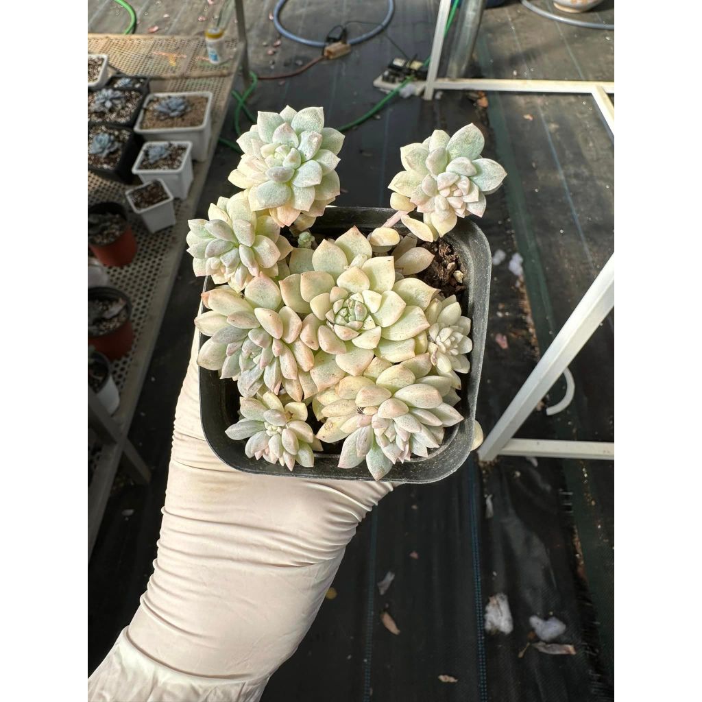 Sen đá dù kim var