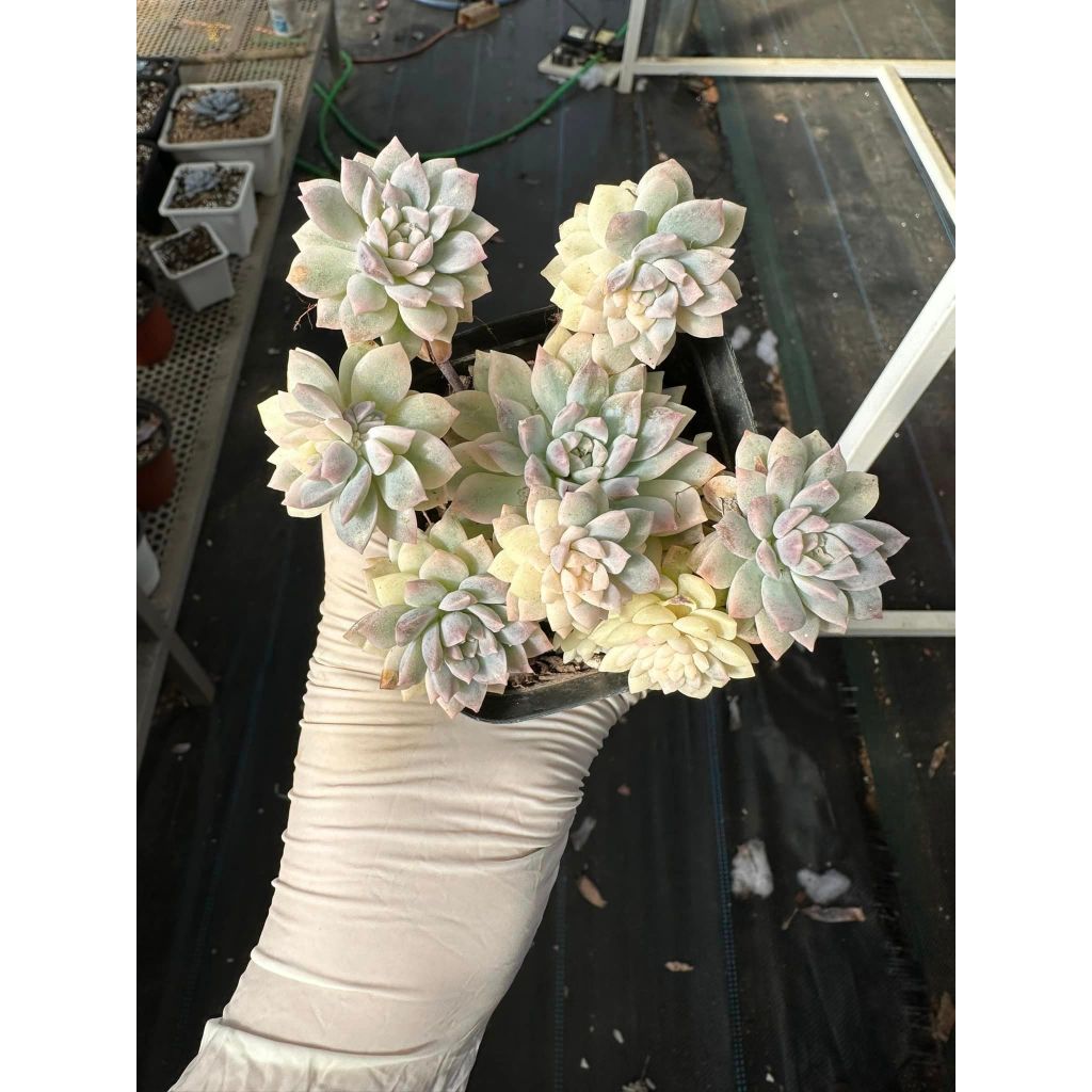 Sen đá dù kim var