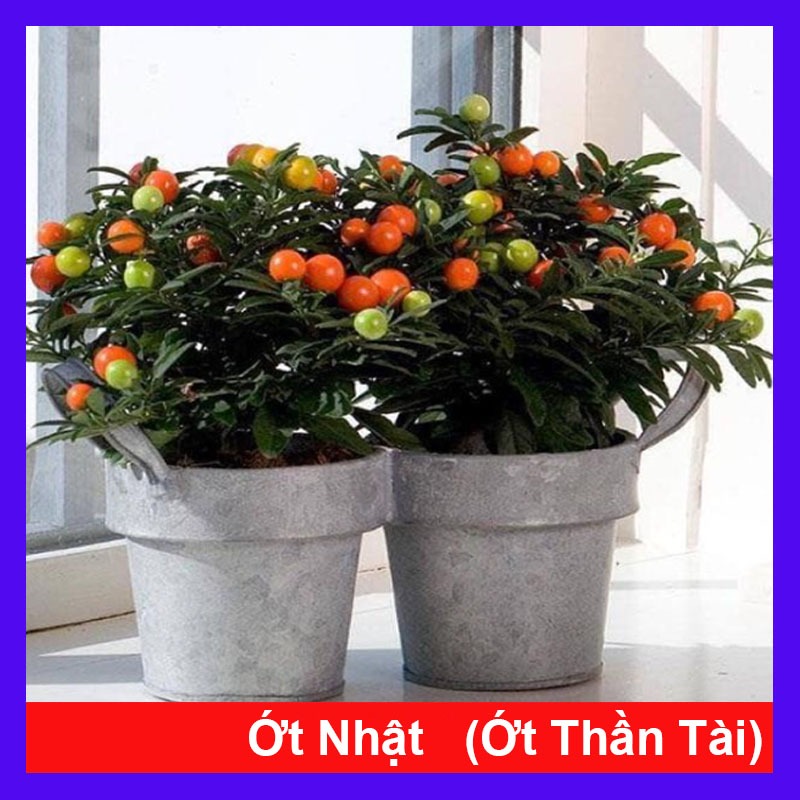 Cây Ớt Nhật - ớt thần tài - vị ngọt quả tròn giàu dưỡng chất có thể dùng làm cây cảnh bonsai để bàn rất đẹp