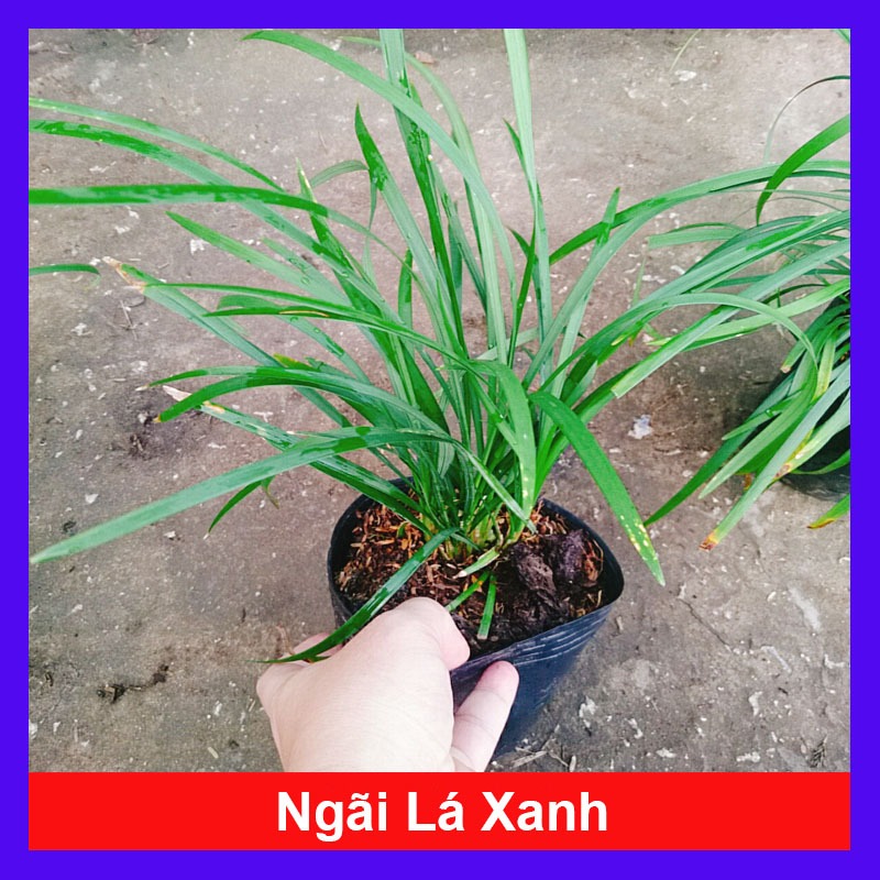 Cây Ngãi Lá Xanh - cây cảnh phong thủy để bàn mang lại may mắn cho gia chủ