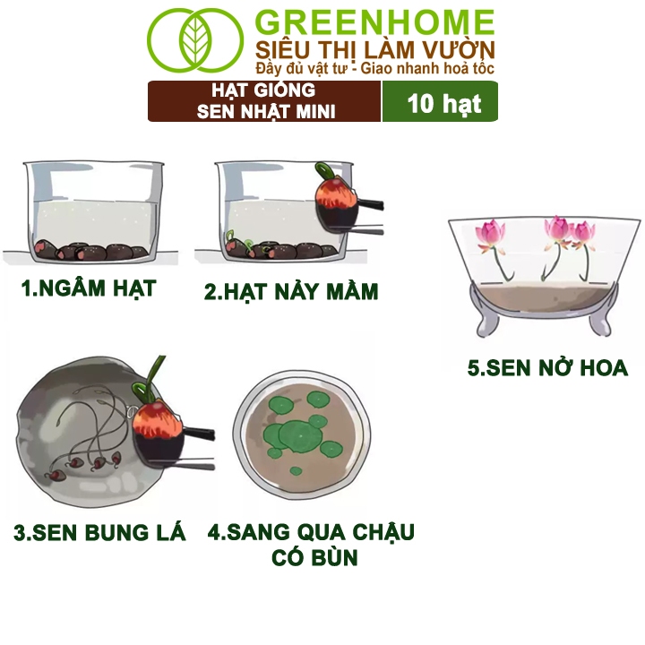 Hạt Giống Hoa Sen Nhật Mini Greenhome,  Gói 10 Hạt, Nhiều Màu, Dễ Trồng, Nảy Mầm Tốt, Tặng Kèm Hướng Dẫn H01