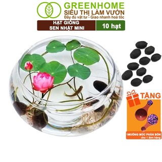 Hạt giống hoa sen nhật mini greenhome, gói 10 hạt, nhiều màu, dễ trồng, nảy mầm tốt h01
