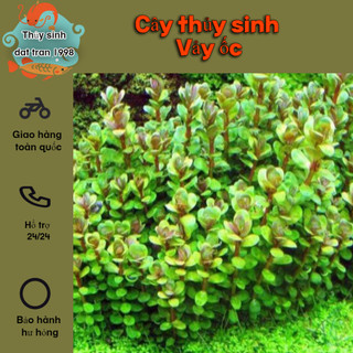 Vảy Ốc - cây thủy sinh cắt cắm trang trí hồ cá cảnh thủy sinh, phụ kiện trang tri hồ thủy sinh