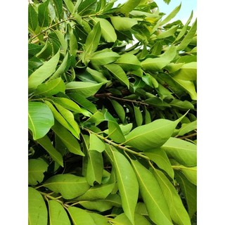 Lá vối/ đinh lăng tươi/khô sạch thiên nhiên nhà trồng