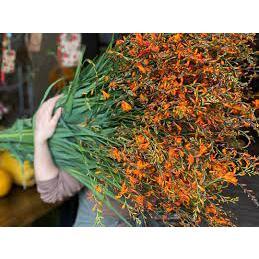 Combo 10 củ giống hoa dơn lúa