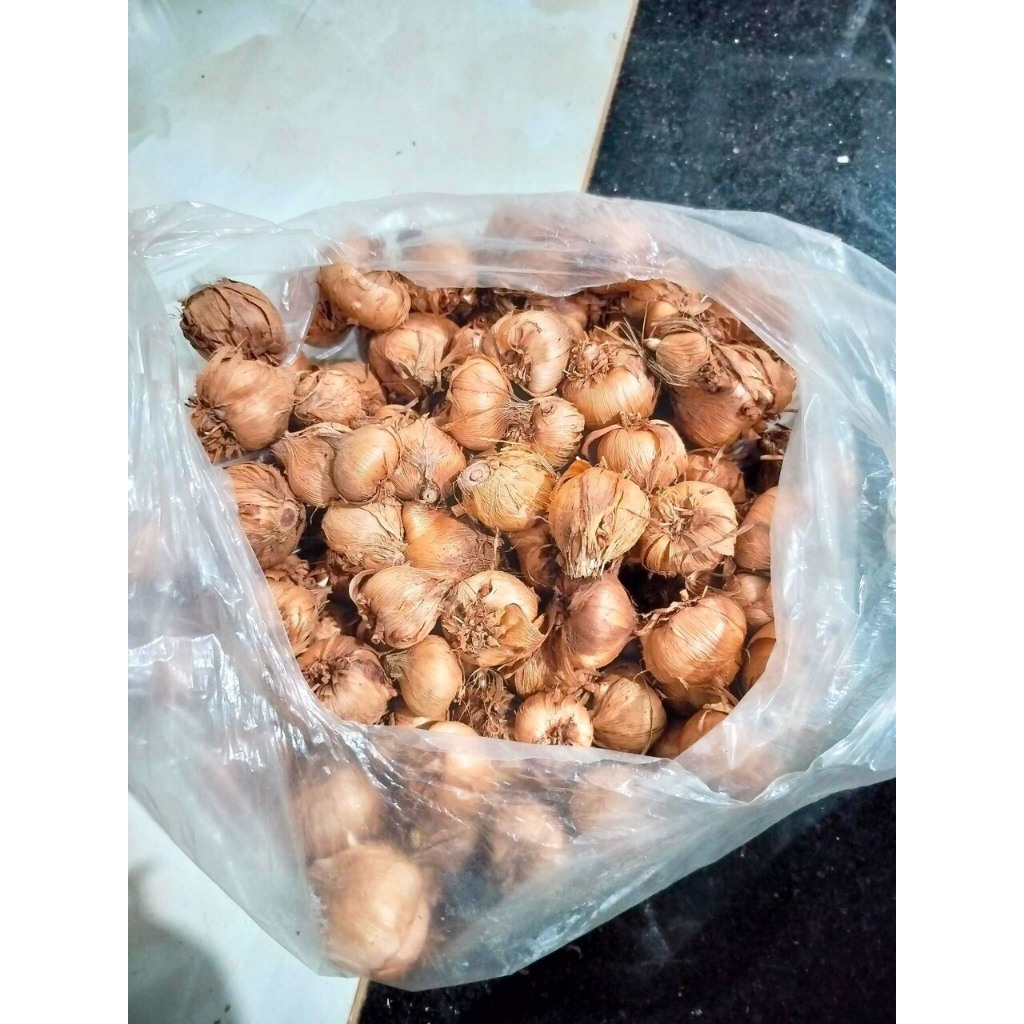 Combo 10 củ giống hoa dơn lúa