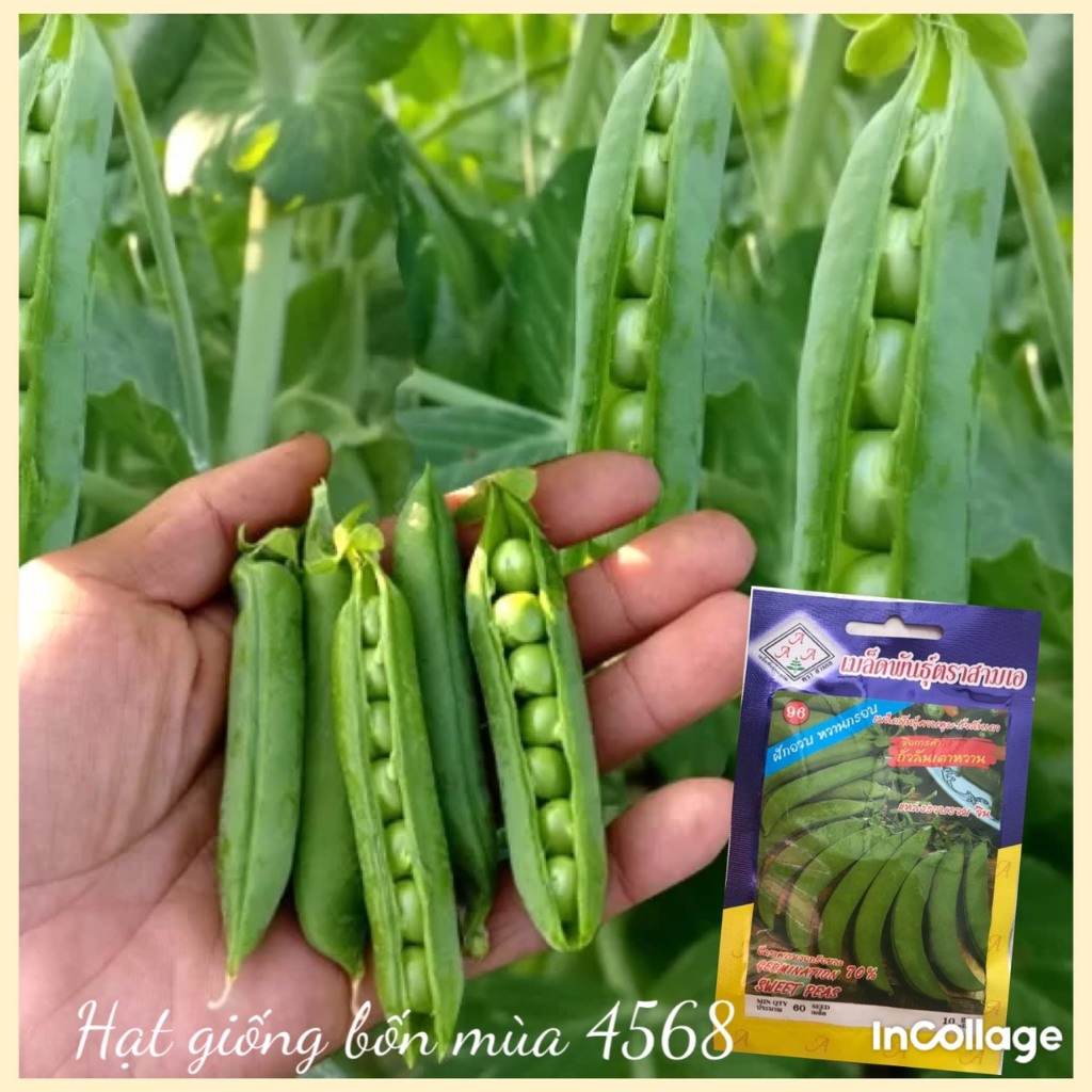 Hạt giống đậu hà lan thu hạt Thái Lan dễ trồng, năng suất