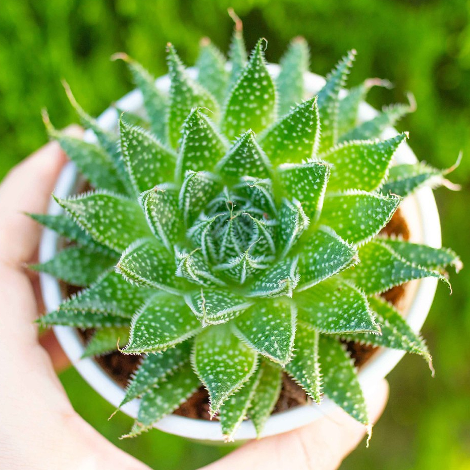 Sen đá sao biển trân châu 9-11cm